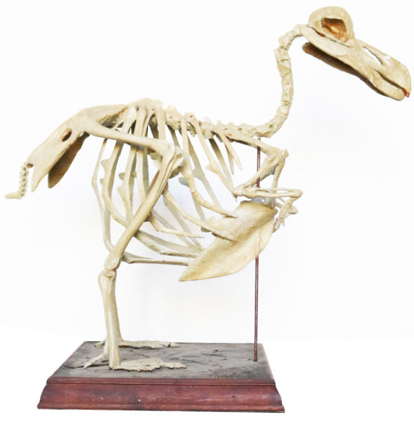 Antique Cast of a Complete Dodo Skeleton