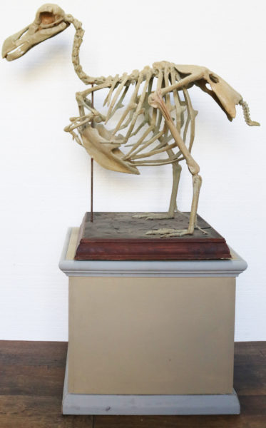 Antique Cast of a Complete Dodo Skeleton