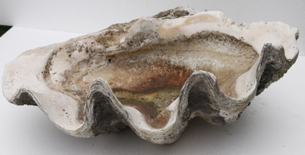 An Antique Giant Clam Shell