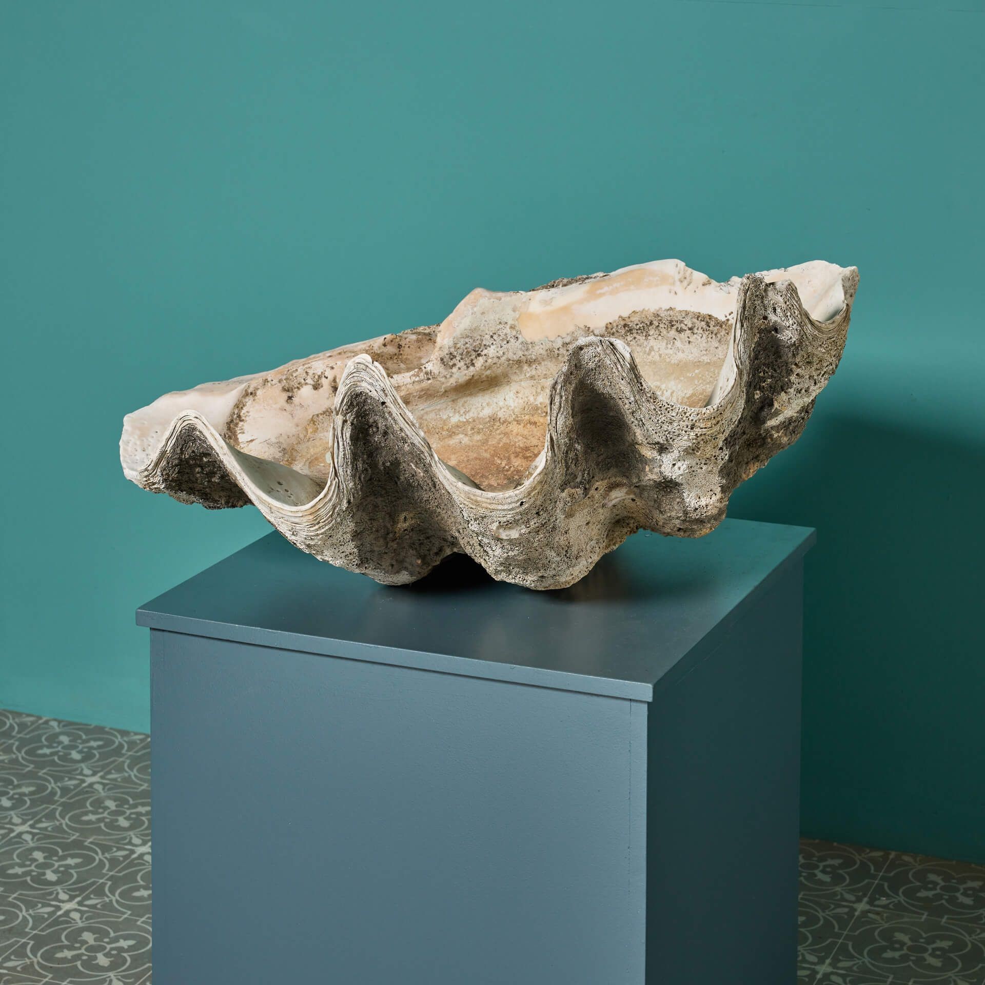 Antique Giant Clam Shell - UK Architectural Heritage