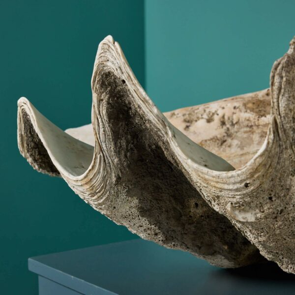 Antique Giant Clam Shell