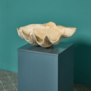 Antique 19th Century Giant Clam Shell