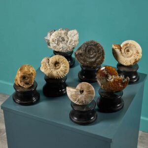 Collection of 7 Ammonite Fossils