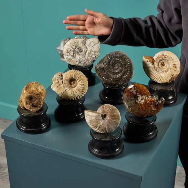 Collection of 7 Ammonite Fossils