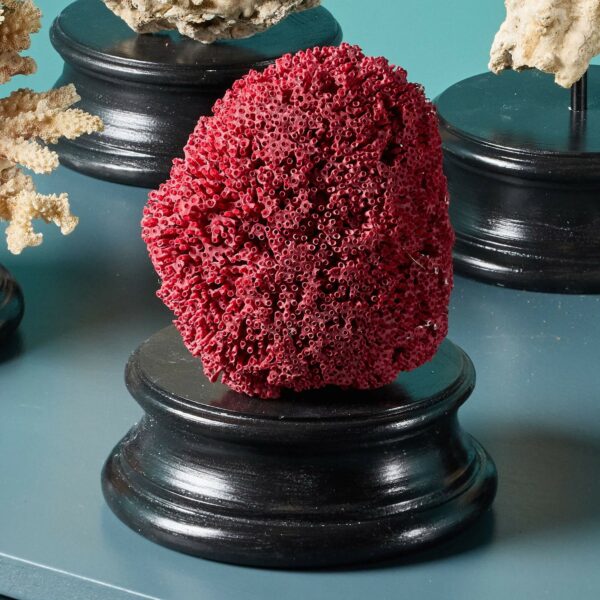 Collection of Large Mounted Natural Coral Specimens