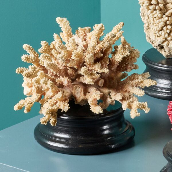 Collection of Large Mounted Natural Coral Specimens