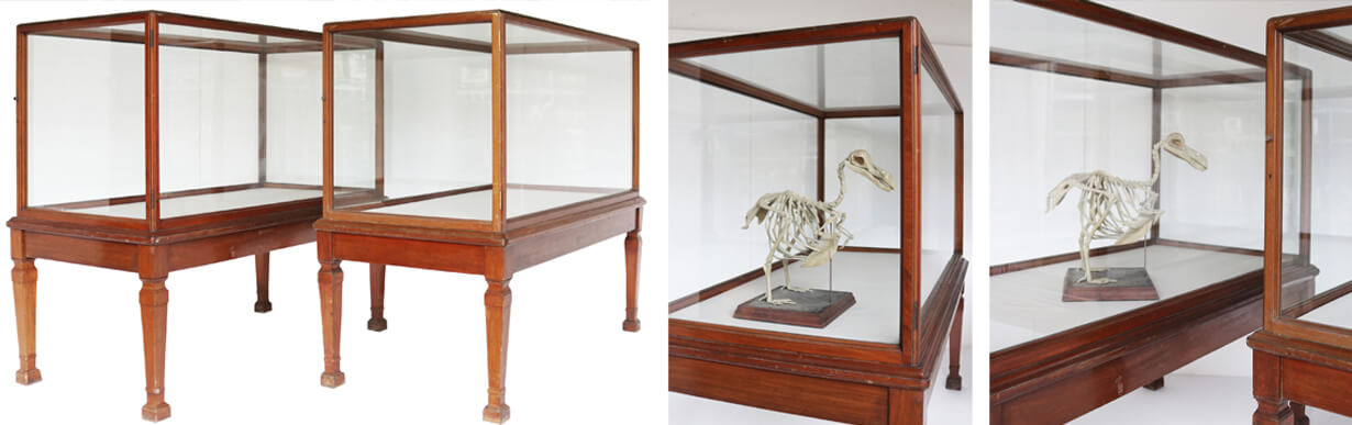 Our Antique Glazed Museum Display Cabinets: Stock No. 30012