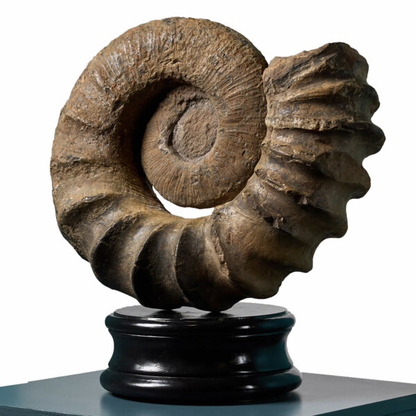 Large Natural Tropaeum Ammonite Fossil