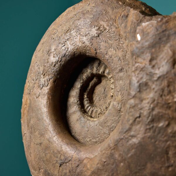 Large Jurassic Ammonite Fossil