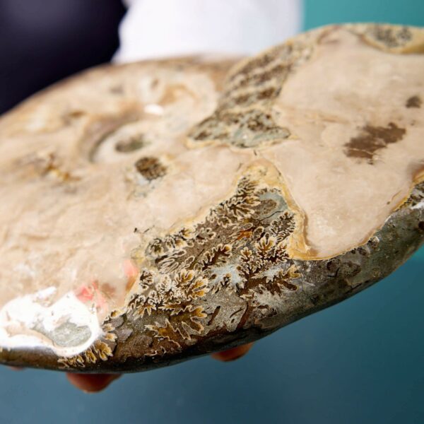 Opalised Iridescent Ammonite Fossil