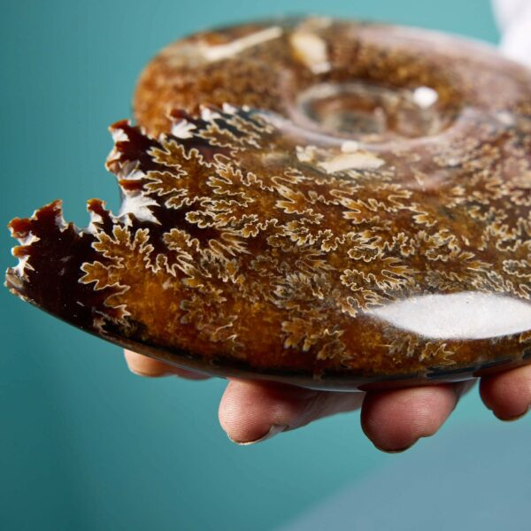Polished Jigsaw Ammonite Fossil