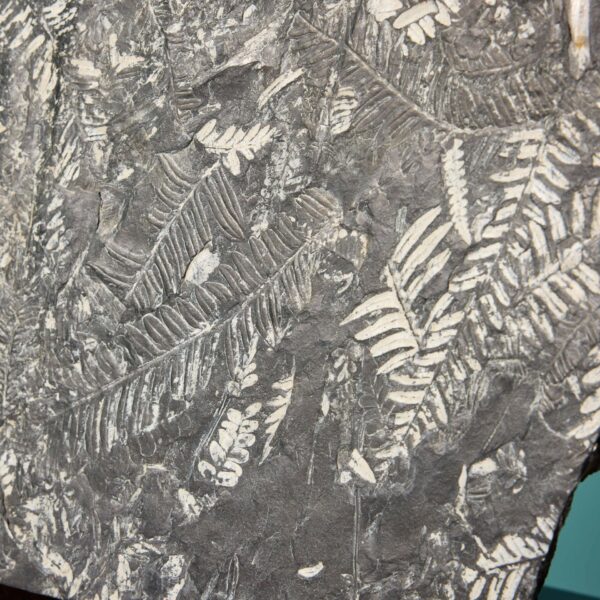 Large Natural Carboniferous Fossilised Fern