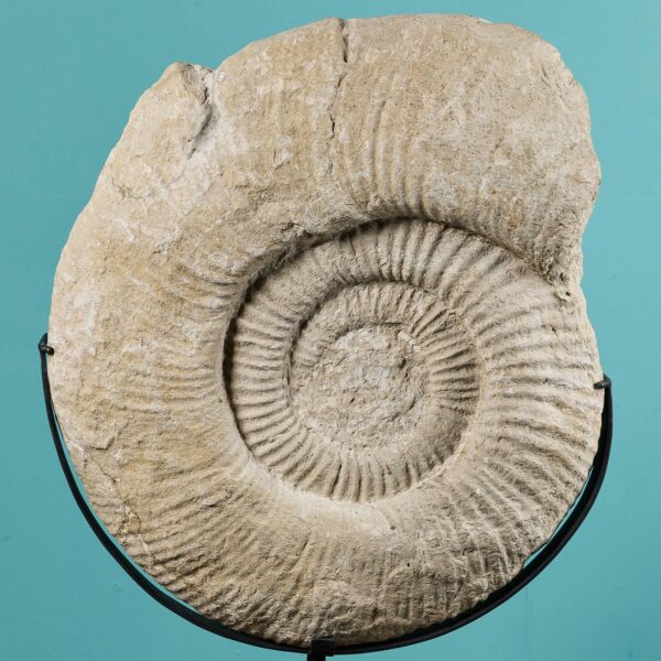Giant Titanites Ammonite Fossil on Stand