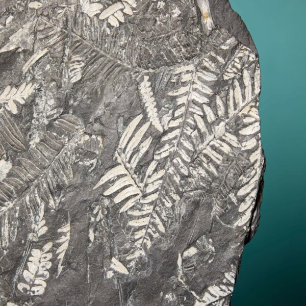 Large Natural Carboniferous Fossilised Fern