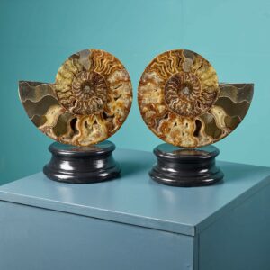 Pair of Polished Cut Ammonites with Crystalline Chambers
