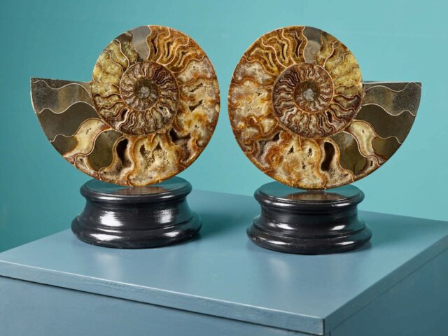 Pair of Polished Cut Ammonites with Crystalline Chambers