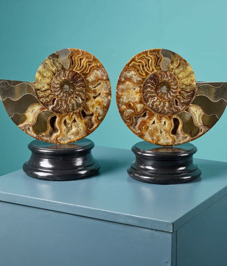 Pair of Polished Cut Ammonites with Crystalline Chambers