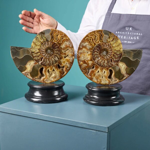 Pair of Polished Cut Ammonites with Crystalline Chambers