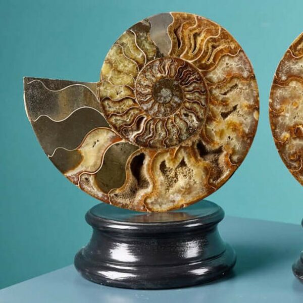 Pair of Polished Cut Ammonites with Crystalline Chambers