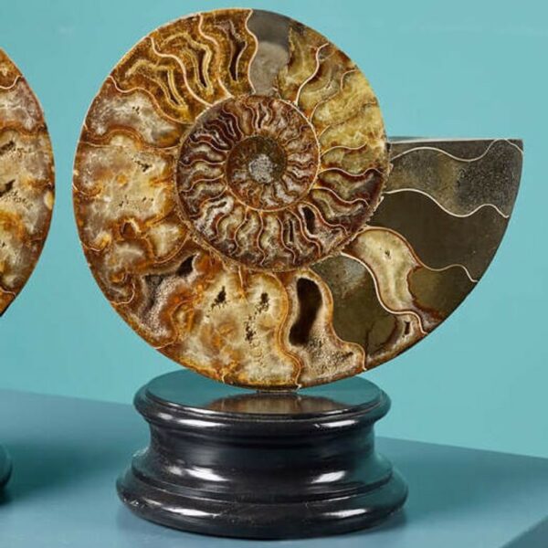 Pair of Polished Cut Ammonites with Crystalline Chambers