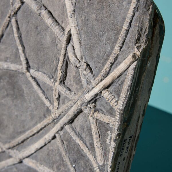 Mounted Crinoid Sea Lily Fossil