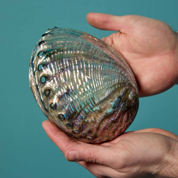 Collection of Large Abalone Shell Specimens