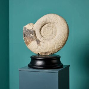 Large Fossilised Natural Ammonite Specimen