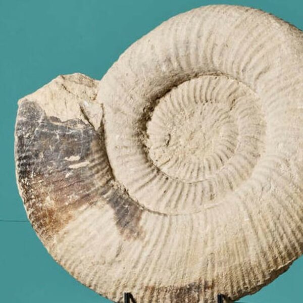 Large Fossilised Natural Ammonite Specimen