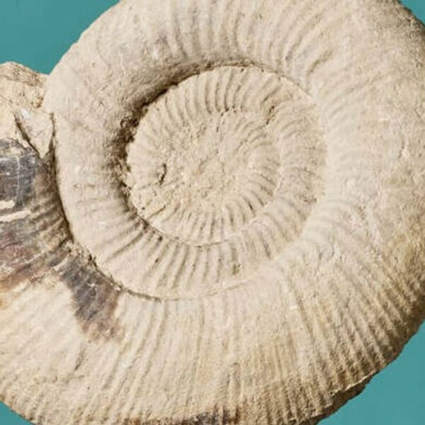 Large Fossilised Natural Ammonite Specimen