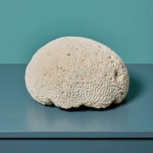 Large Natural Brain Coral Specimen