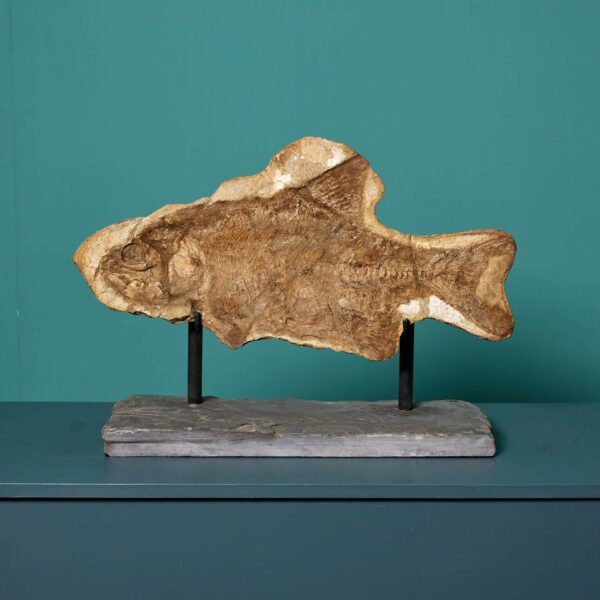 Prehistoric Brannerion Fossil Fish Specimen