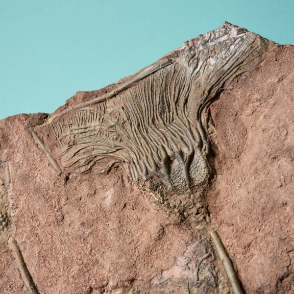 Monumental Plate-like Fossilised Crinoid