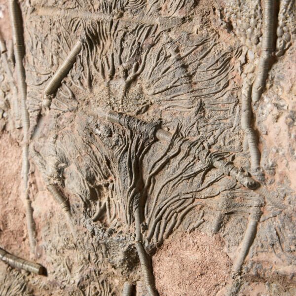 Monumental Plate-like Fossilised Crinoid