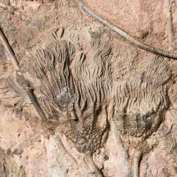 Monumental Plate-like Fossilised Crinoid