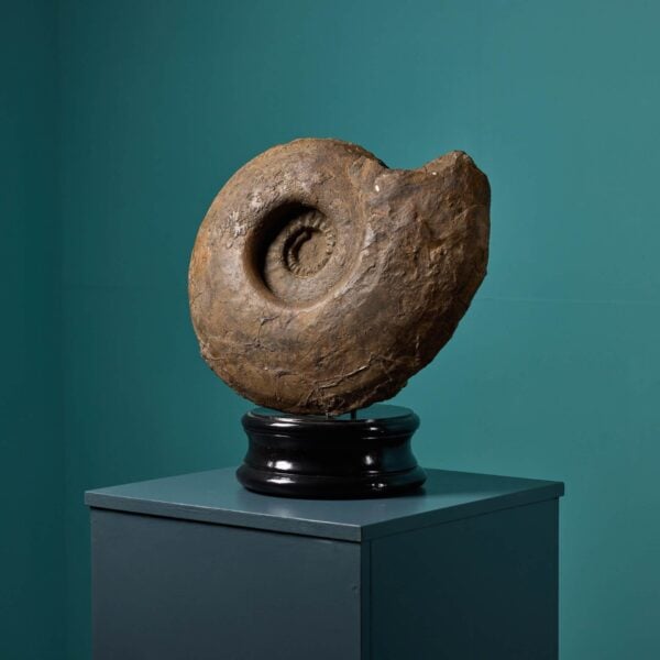 0_124-1 Large Jurassic Ammonite Fossil