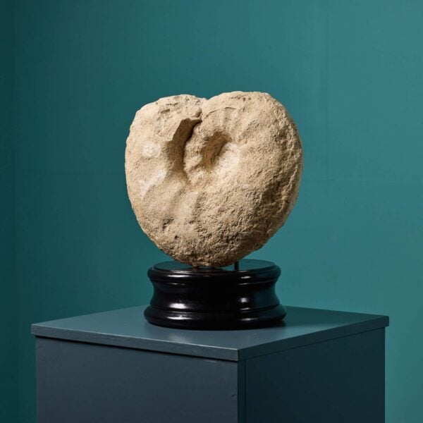 0_125-1 Large Fossilised Limestone Ammonite