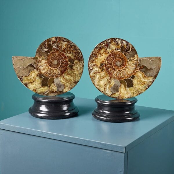 0_135-1 Pair of Polished Cut Ammonites with Crystalline Chambers