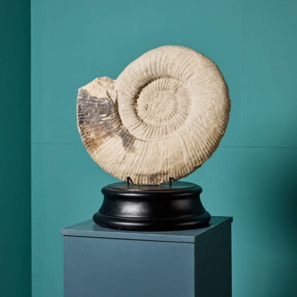 0_549-1 Large Fossilised Natural Ammonite Specimen