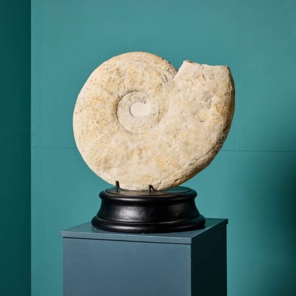 0_550-1 Large Natural Fossilised Ammonite Specimen