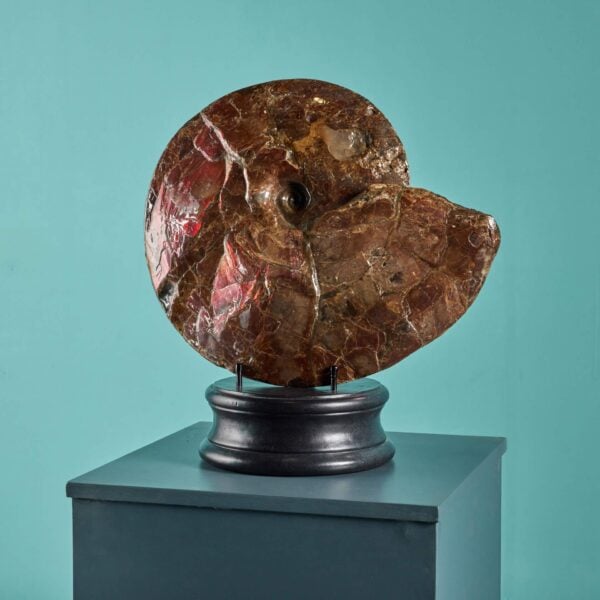 0_595-6 Large Red Iridescent Ammonite Fossil