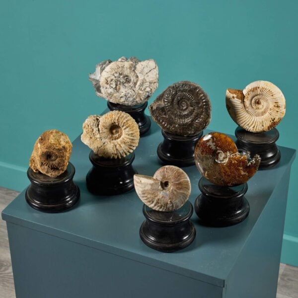 0_635-1 Collection of 7 Ammonite Fossils