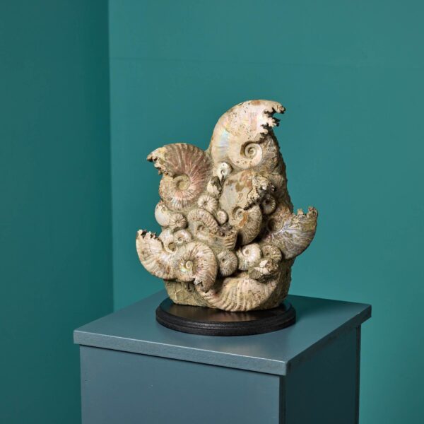 0_UKH11865 Opalised Ammonites Specimen Display