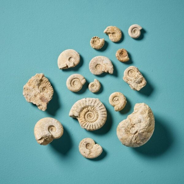 Collection of 15 Natural Prehistoric English Ammonite Fossils