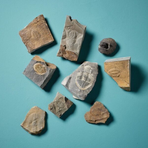 Collection of 9 Prehistoric Fossilised Welsh Trilobites