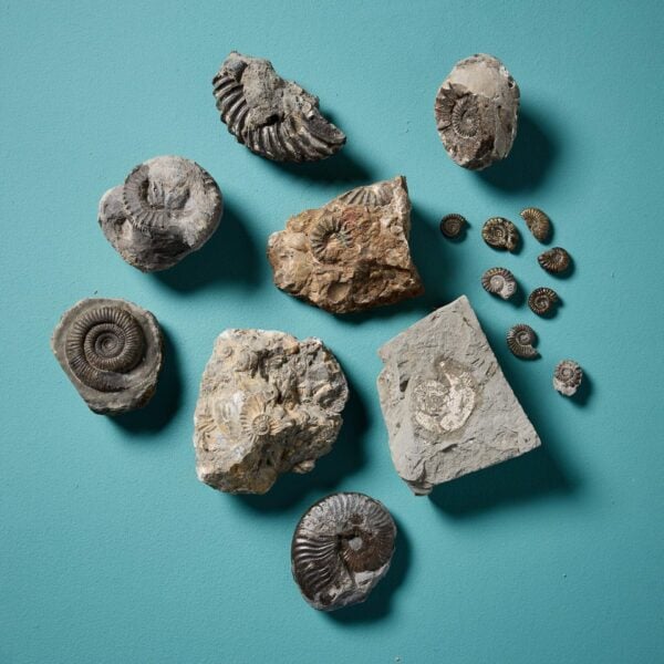 Collection of 16 Natural English Ammonite Fossil Specimens
