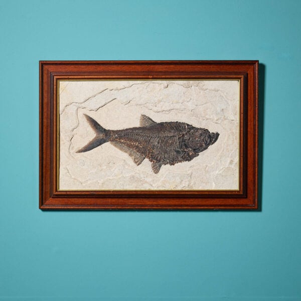 Framed Fossilised Diplomystus Fish Panel