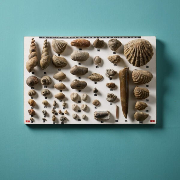 Collection of English Oxfordian Upper Jurassic Fossil Specimens Collected In Dorset