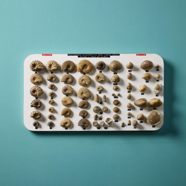 Set of English Cretaceous Fossil Specimens Collected In The Isle of Wight