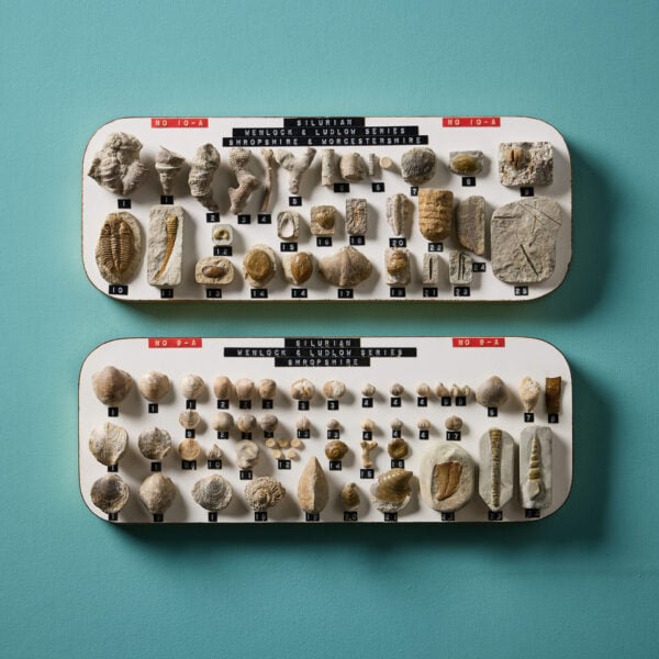 Set of English Silurian Fossil Specimens Collected In Shropshire