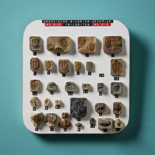 Set of English Ordovician Silurian Devonian Fossil Specimens